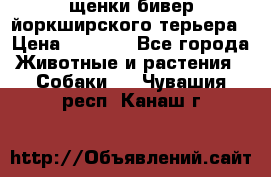 щенки бивер йоркширского терьера › Цена ­ 8 000 - Все города Животные и растения » Собаки   . Чувашия респ.,Канаш г.